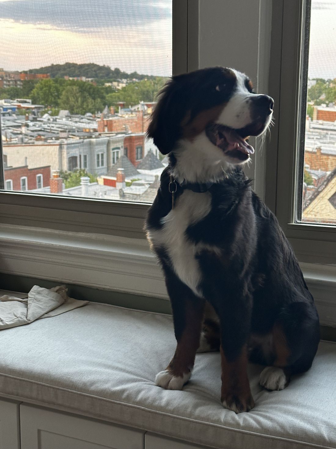 Teddy, our Bernese mountain dog